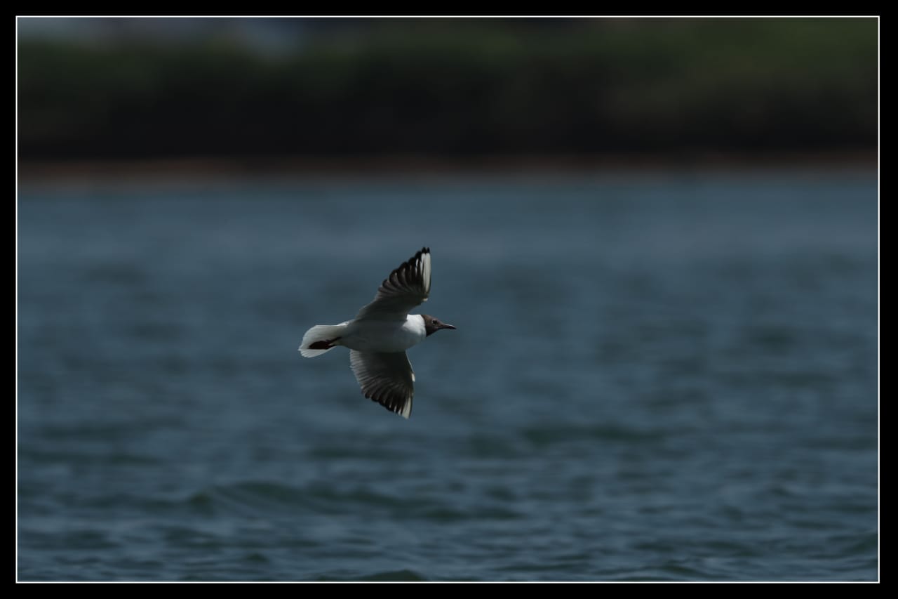 Brown-headed Gull